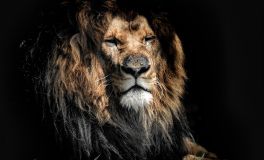 The ghost lion of Historical Howell theatre