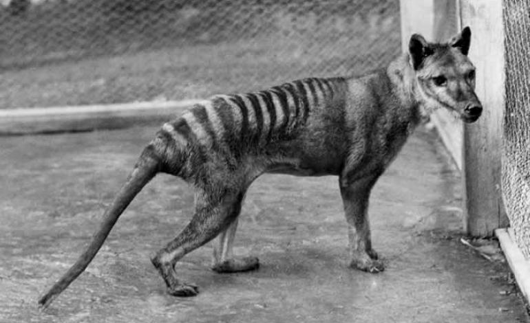 Return of The Tasmanian Wolf Part 1