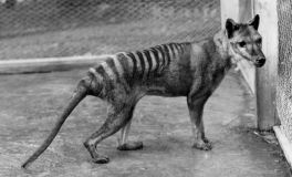 Return of The Tasmanian Wolf Part 1
