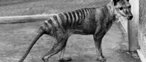 Return of The Tasmanian Wolf Part 2