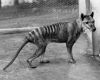 Return of The Tasmanian Wolf Part 2