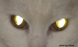 Animal Spirit Representations of Kundalini Energy
