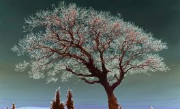 Living Many Lives: Theory on Reincarnates